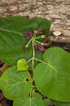 Oldfield milkvine